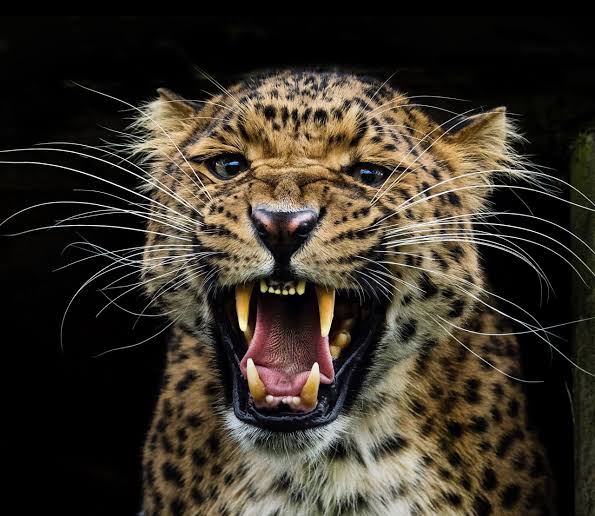 Big Five Safari Adventure in Rwanda, the Big 5 in Akagera The Big Five Safari Adventure