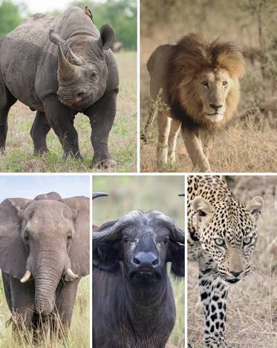 Luxury Safari in Rwanda with Exclusive Gorilla Permits...... Luxury Safari in Rwanda with Exclusive Gorilla Permits