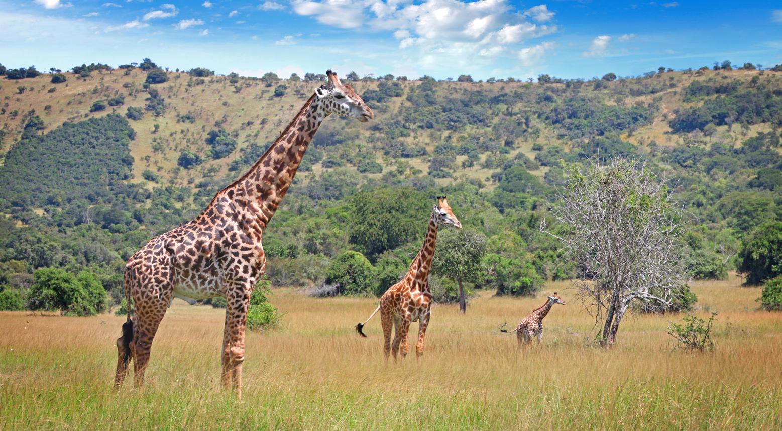 Rwanda Safari vs Tanzania Safari – Which Fits You Best?