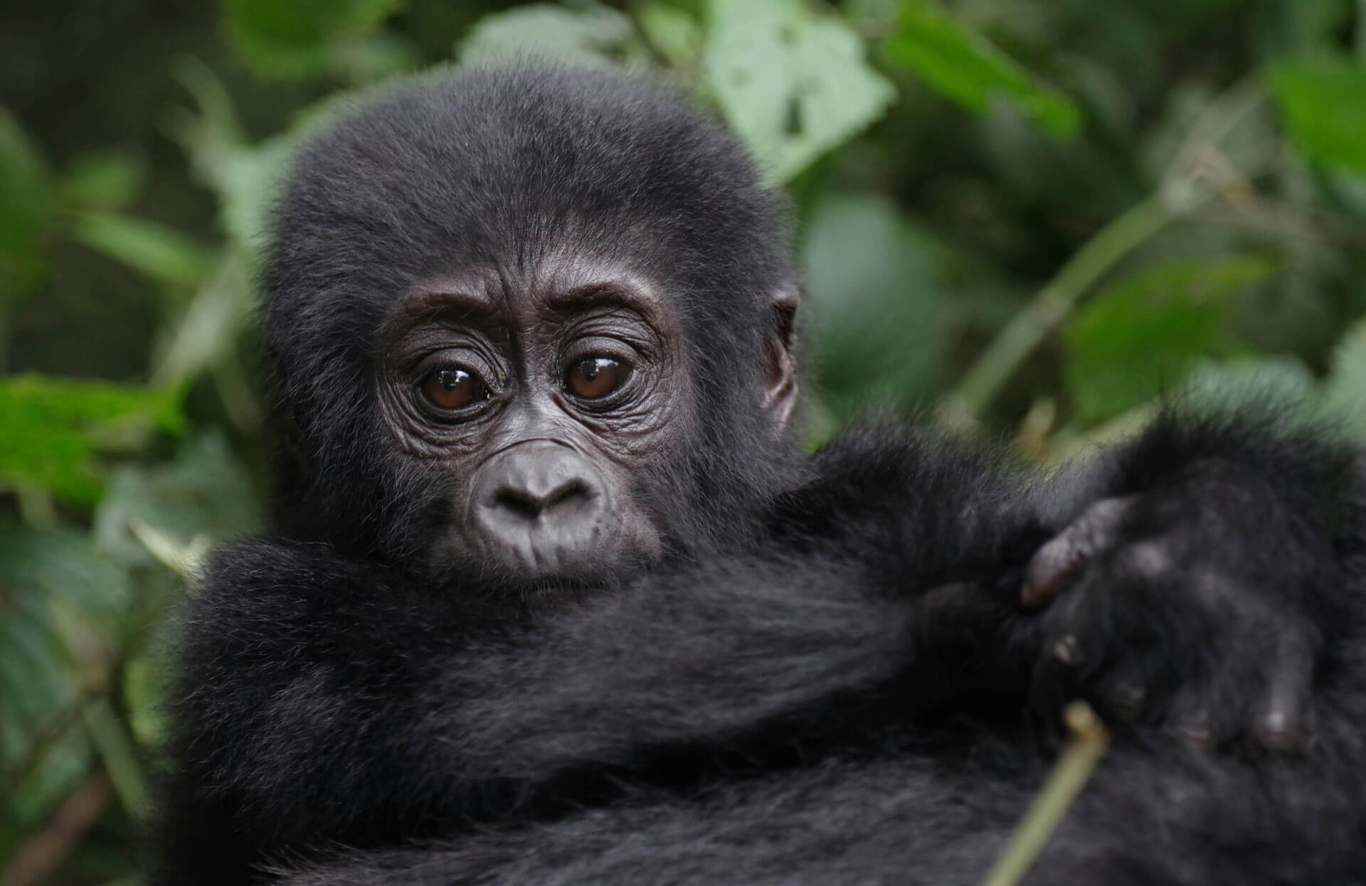 Gorilla Trekking and Mount Bisoke Hiking Combo 