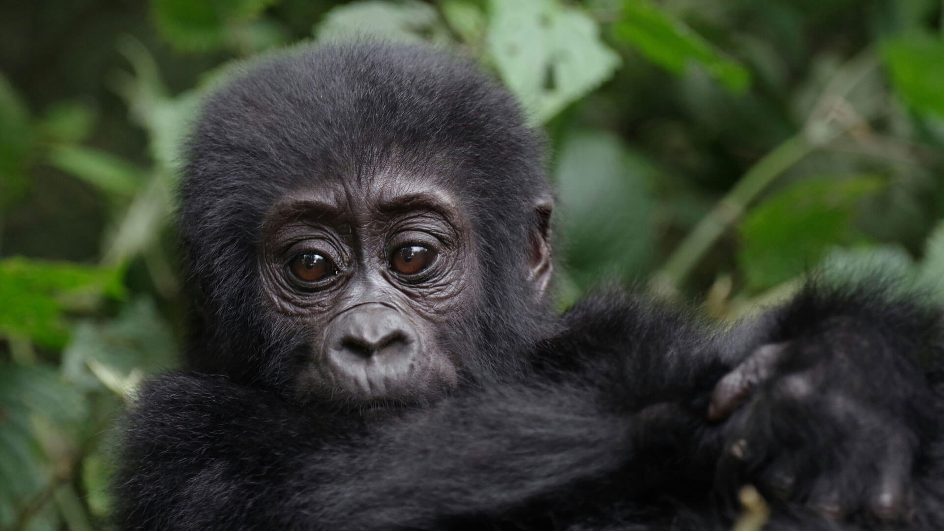 Gorilla Trekking Permit Discounts and Special Offers | Gorilla Trekking Permit Discounts and Special Offers