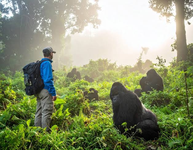 Uganda Gorilla Trekking from Kigali Guide: Ultimate Travel Gorilla Trekking in Low Season: Pros and Cons
