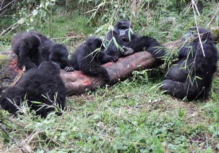 Volcanoes National Park Gorilla Families Guide – Everything Volcanoes National Park Gorilla Families Guide