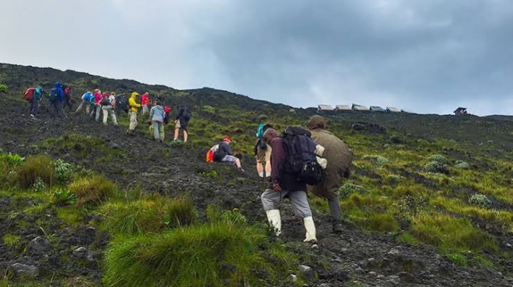 Bwindi Gorilla Trekking Sectors Compared: Which Trekking... Bwindi Gorilla Trekking Sectors Compared