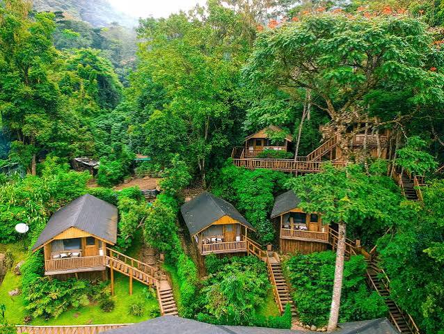 Rushaga Vs Buhoma Gorilla Trekking: Which Bwindi Sector Rushaga vs Buhoma Gorilla Trekking