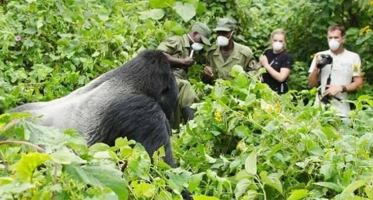 Gorilla Trekking with Professional Safari Guides