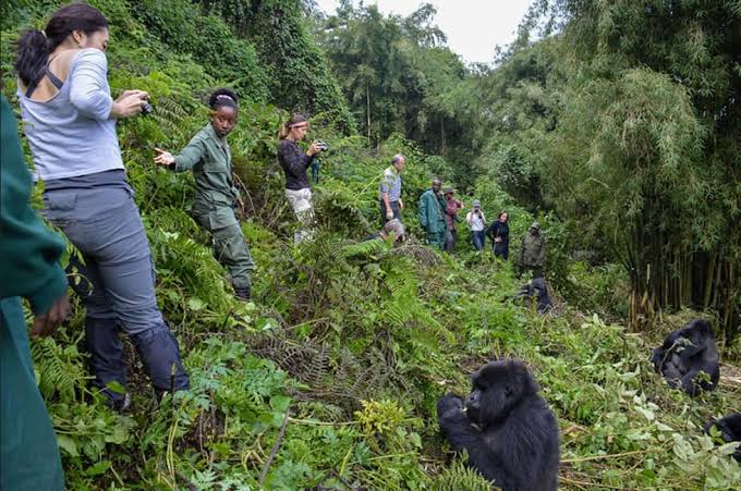 Gorilla Trekking with Professional Safari Guides