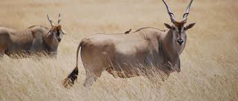 Akagera Wildlife Checklist: Animals and Birds to See on Safari Akagera Wildlife Checklist