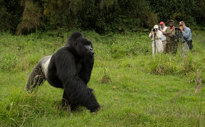 Discover Safaris in Rwanda Wild Side – Gorilla Trekking..... Rwanda gorilla trekking