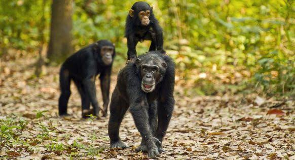 Nyungwe Safaris – Home of Chimpanzees in Rwanda, Primates .. Nyungwe Safaris