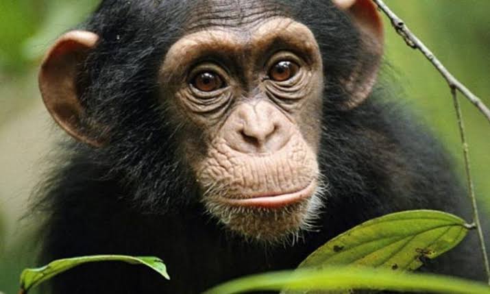 Africa Wildlife Tours: Gorilla Trekking & Big Five Safaris.. Close-up of a young chimpanzee looking curiously at the camera among green foliage.