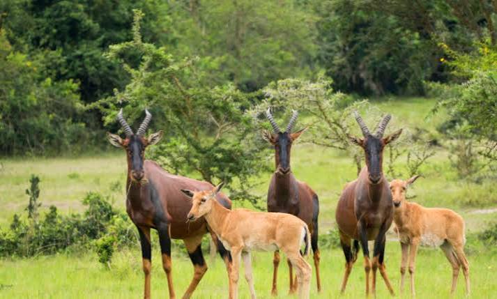 Akagera Wildlife Checklist: Animals and Birds to See on Safari Akagera Wildlife Checklist