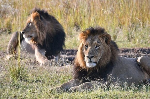 Gorilla Trekking Safaris & Big Five Safaris in Rwanda ...... Two adult male lions lying in a sunlit grassy savanna, with one foreground lion looking toward the camera and a second lion in the background.