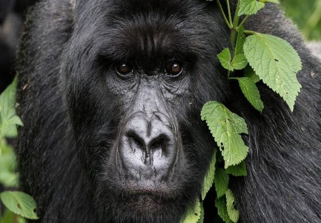 Set Plans for Rwanda Gorilla Trekking and Primates Safaris.. Rwanda Gorilla Trekking and Primates Safaris