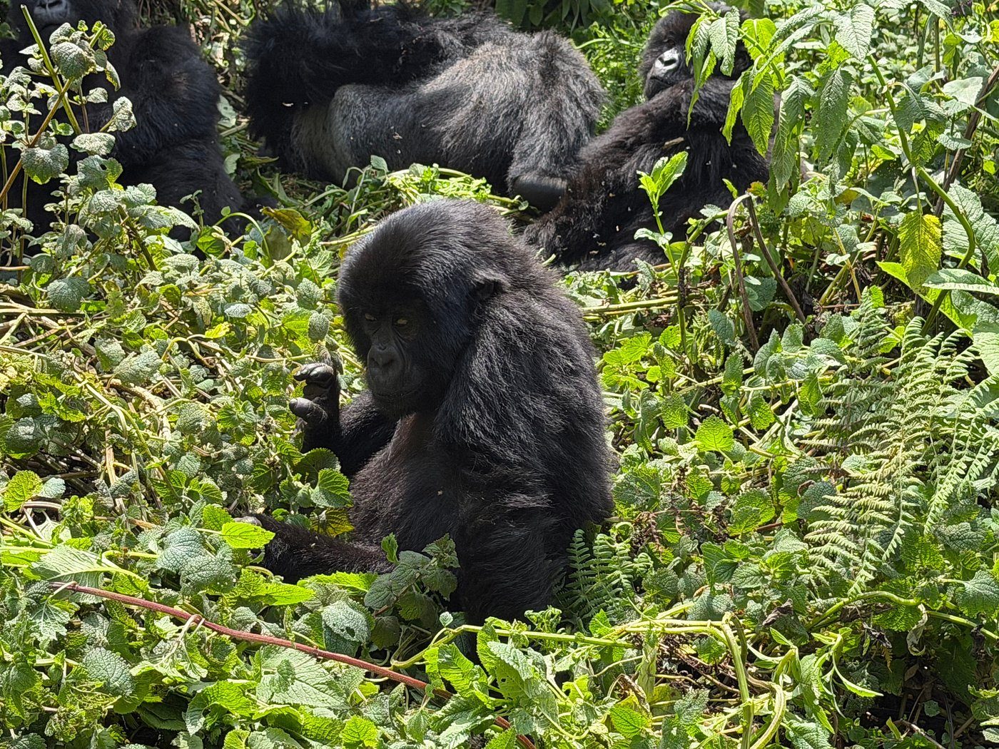 Rwanda Scenic Road Trips: 15 Best Routes & Complete Rwanda Scenic Road Trips