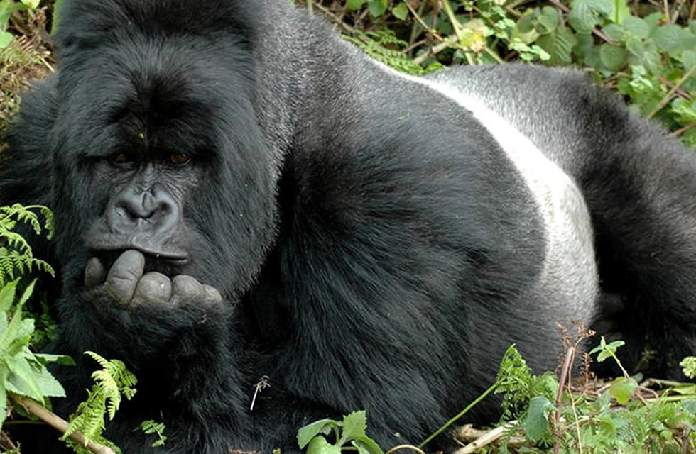 Tailored Gorilla Treks and Big Five Safaris – Meet the Wild. Rwanda Gorilla Trekking and Big five Safari.
