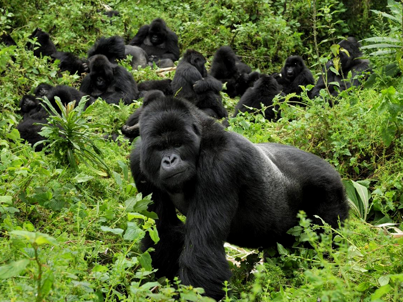 gorilla trekking in rwanda, gorillas in rwanda, rwanda gorillas, mountain gorillas in rwanda, rwanda uganda gorillas