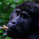 Gorilla Safaris in Rwanda, Wildlife Tours rwanda, gorilla Safaris Rwanda, mountain gorilla safaris in rwanda