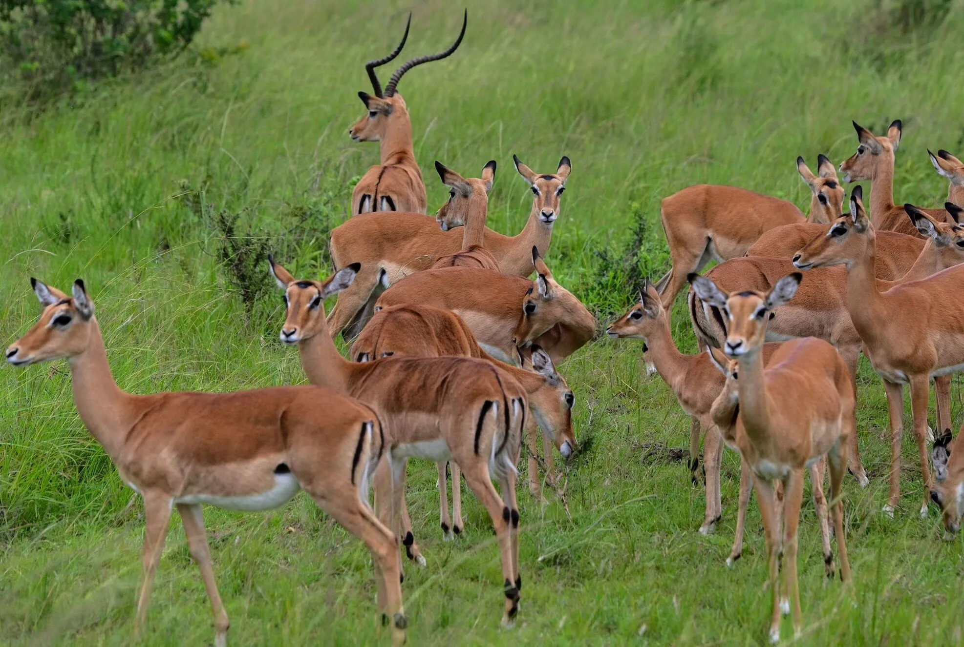 3 days in akagera, 3 days akagera game drive, 3 days akagera adventure, 3 days akagera national park tour, 3 days akagera safari, 3 days big five animals encounters, 3 days akagera wildlife tour, 3 days in akagera park, safaris in rwanda from denmark