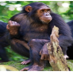 4-Days Gorilla Trekking Tour of Rwanda