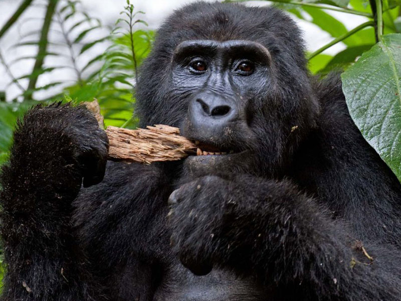 2 Days Gorilla Trekking Safari in Rwanda