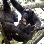 3 Days Nyungwe Chimpanzee Tracking Rwanda Safari