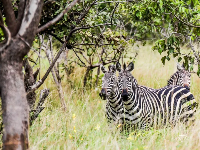 2 Days Akagera National Park