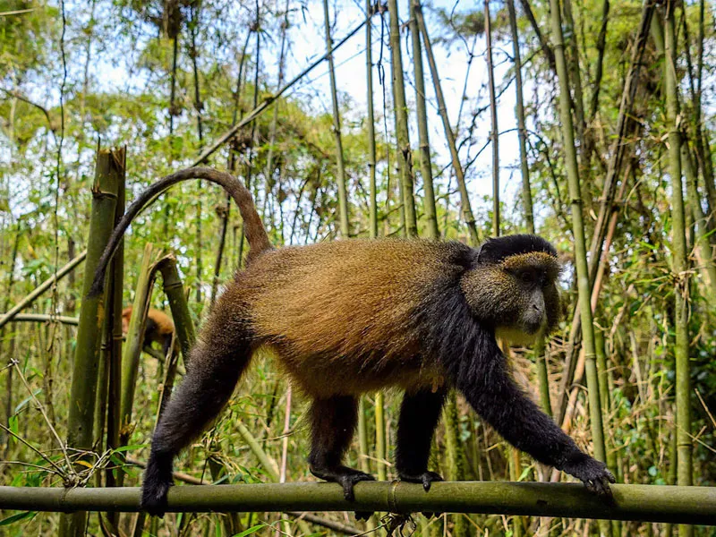 2 day Ruhondo Lake and Golden Monkeys Adventure