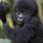 1 Day Gorilla trekking in Rwanda