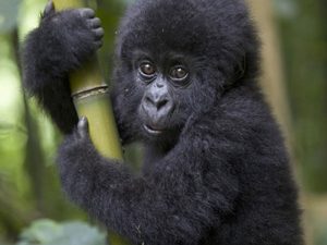 1 Day Rwanda Gorilla Trekking Tour In The Volcanoes National Park