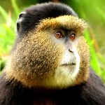 3 Days Rwanda Gorilla Safari and Golden monkey trekking