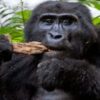 gorilla trekking in rwanda from norway, gorilla trekking from europe, rwanda safaris from europe, rwanda safari from norway, africa tours from norway, africa safari vacations from norway, visit rwanda from norway, norway to rwanda tours, gorilla safaris, gorilla adventures from norway