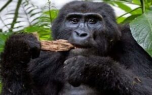 rwanda gorilla trekking safaris, rwanda gorilla safari, gorilla trekking rwanda, rwanda gorilla tours, gorilla trekking in volcanoes park, gorilla tours in rwanda, gorillas in rwanda