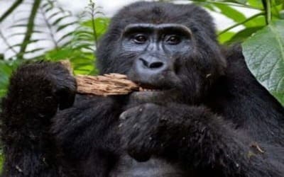 gorilla trekking rwanda from USA, GO GORILLA trekking rwanda from united states, rwanda gorilla trekking safaris, rwanda gorilla safari, gorilla trekking rwanda, rwanda gorilla tours, gorilla trekking in volcanoes park, gorilla tours in rwanda, gorillas in rwanda