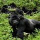 rwanda gorilla trekking safaris, rwanda gorilla safari, gorilla trekking rwanda, rwanda gorilla tours, gorilla trekking in volcanoes park, gorilla tours in rwanda, gorillas in rwanda, rwanda gorilla trekking tours