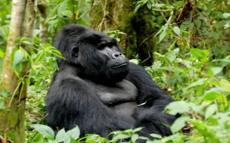 2 Days Gorilla Trekking Safari, 2 Days Gorilla Trekking, 2 Days Gorilla Safari in Rwanda, 2 Days Gorilla Trekking tour in Rwanda, 2 Days Gorilla Trekking Safari in volcanoes