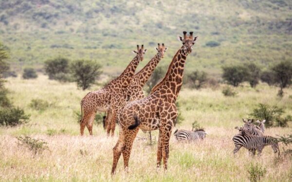 Rwanda safaris.