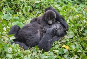 wildlife safaris in rwanda, gorilla tours rwanda, best place for gorilla trekking in rwanda, gorilla trekking in uganda, gorilla trekking in congo, gorilla trekking safaris, gorilla trekking tours rwanda, gorilla permit booking rwanda, rwanda gorillas