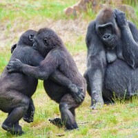 rwanda gorilla trekking safaris, rwanda gorilla safari, gorilla trekking rwanda, rwanda gorilla tours, gorilla trekking in volcanoes park, gorilla tours in rwanda, gorillas in rwanda