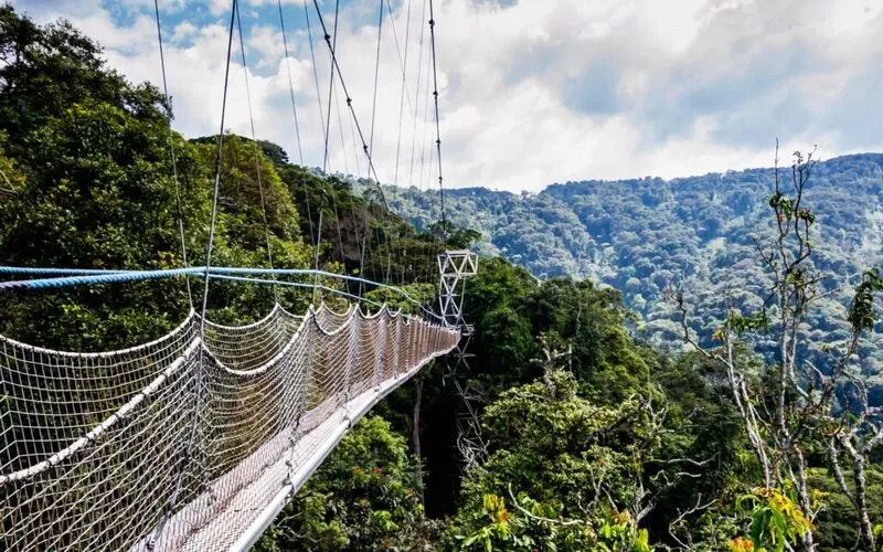 5 Days Nyungwe Safari & and Kivu lake adventure(5Days-4Nights)