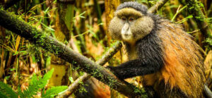golden monkey trekking, golden monkeys in rwanda, golden monkeys in volcanoes rwanda