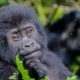 Gorilla Trekking in Rwanda Combined with Maasai Mara Safari