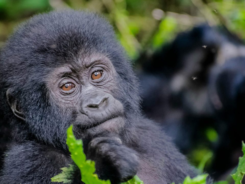 Gorilla Trekking in Rwanda Combined with Maasai Mara Safari