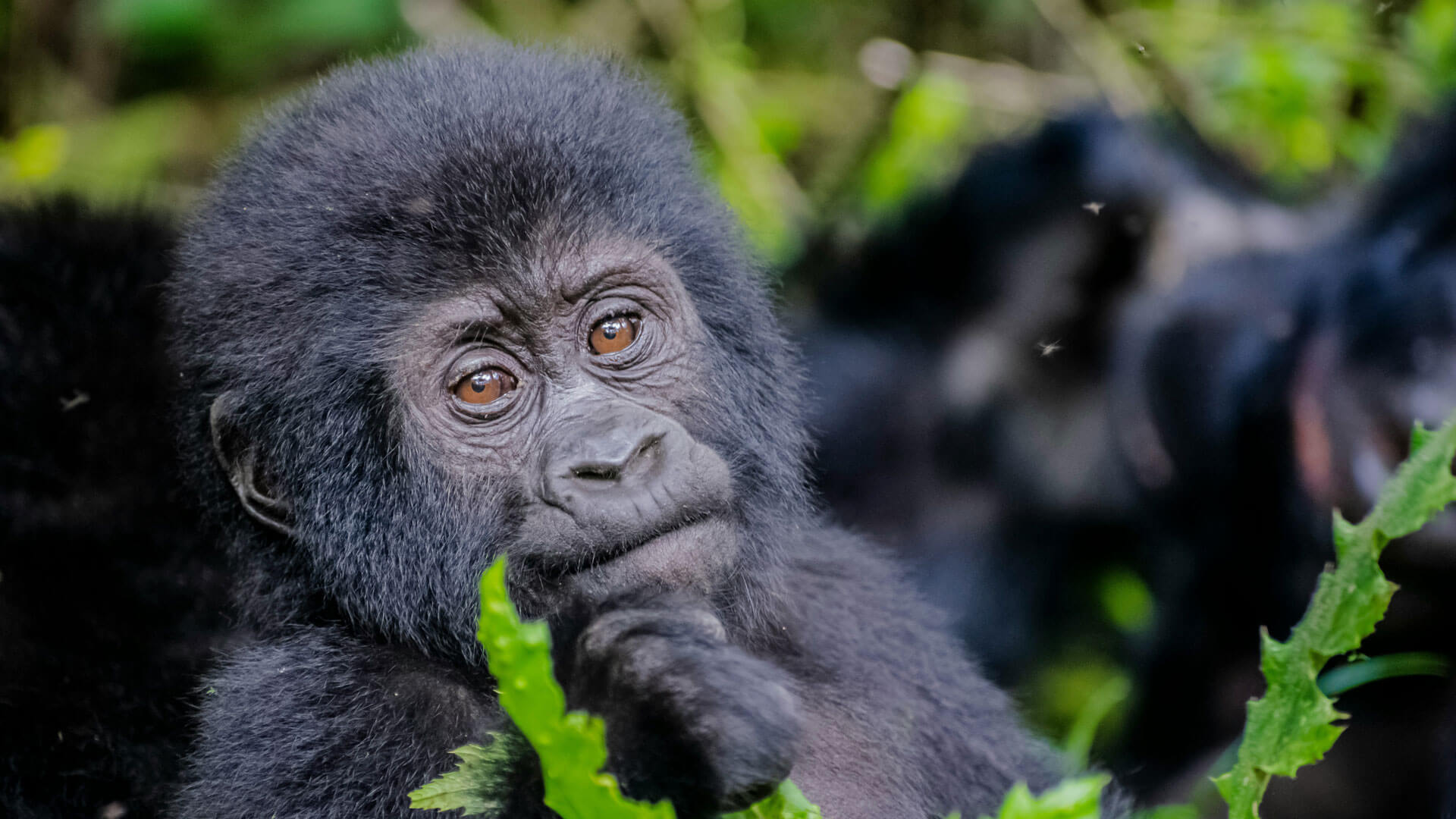 Gorilla Trekking in Rwanda Combined with Maasai Mara Safari