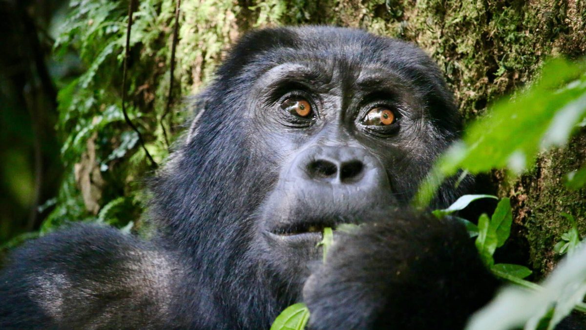 gorilla trekking in africa, mountain gorilla trekking in africa