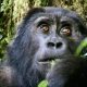 gorilla trekking in africa, mountain gorilla trekking in africa