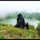 Rwanda Safari, Gorilla trekking.