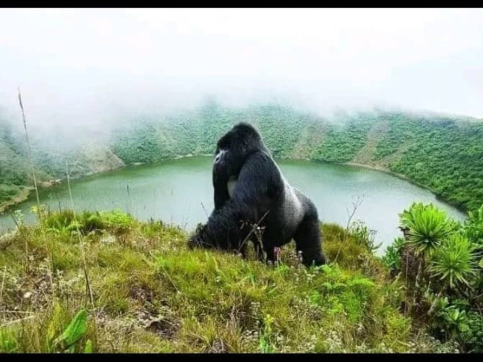 Rwanda Safari, Gorilla trekking.