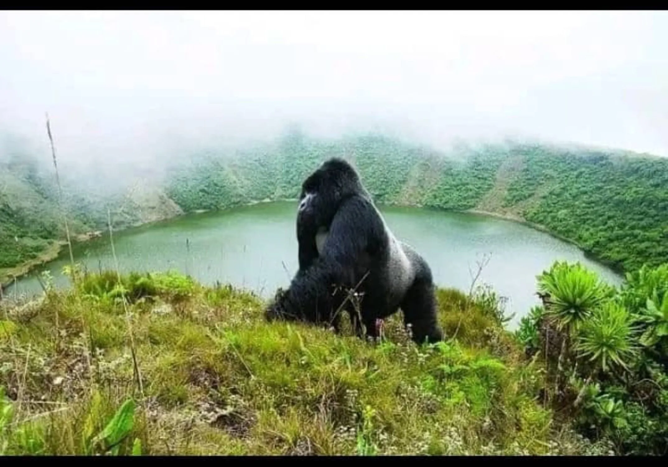 Rwanda Safari, Gorilla trekking.