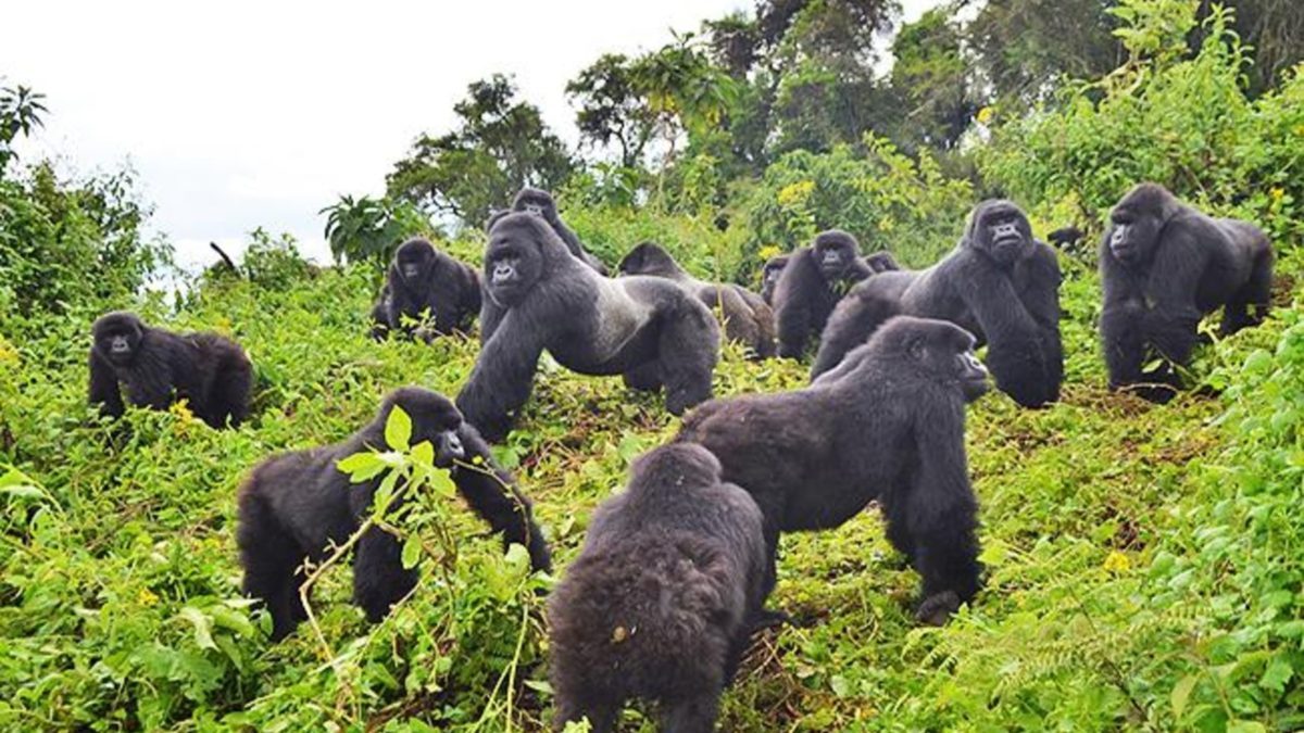 2 Days gorilla safaris in Rwanda.